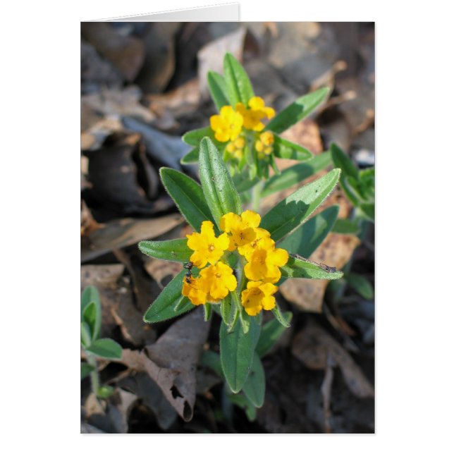 Hoary Puccoon (Voorkant)