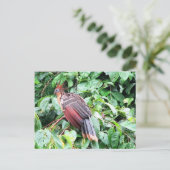 Hoatzin "Stinky Turkey" Briefkaart (Staand voorkant)