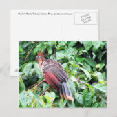 Hoatzin "Stinky Turkey" Briefkaart (Voorkant / Achterkant)
