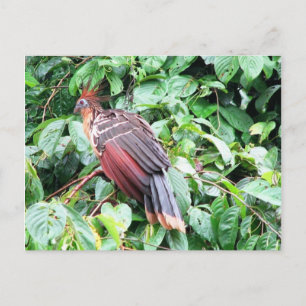 Hoatzin "Stinky Turkey" Briefkaart
