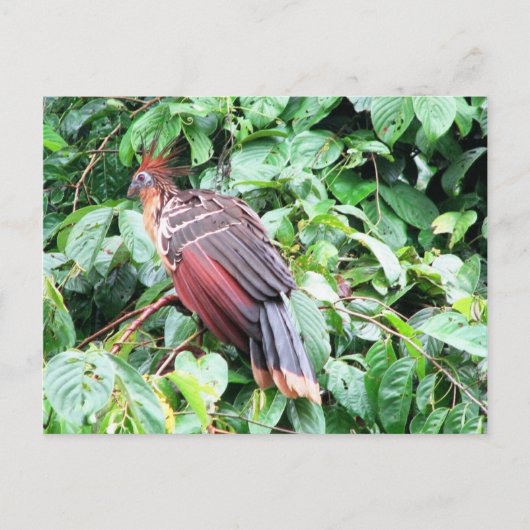 Hoatzin "Stinky Turkey" Briefkaart (Voorkant)