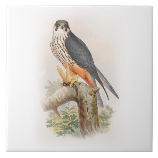 Hobby Falcon John Gould Birds of Great Britain Tegeltje (Voorkant)