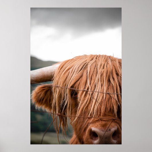 HODELIJKE KONING POSTER (Voorkant)