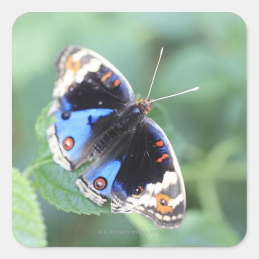 Hodokubo, Hino, Tokio, Japan 4 Vierkante Sticker (Voorkant)