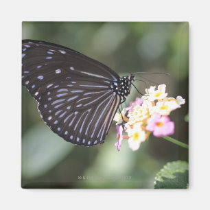 Hodokubo, Hino, Tokio, Japan 5 Magneet