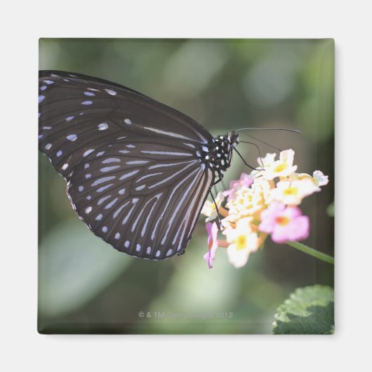 Hodokubo, Hino, Tokio, Japan 5 Magneet (Voorkant)