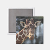 Hodokubo, Hino, Tokio, Japan 6 Magneet (Voorkant / Achterkant)