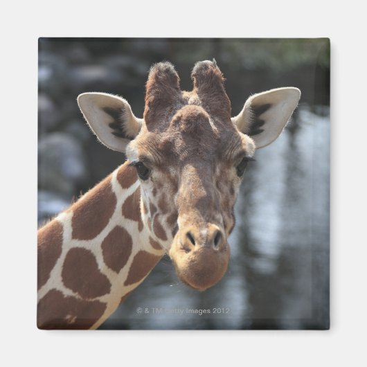 Hodokubo, Hino, Tokio, Japan 6 Magneet (Voorkant)