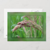 Hoe de gras Briefkaart groeit (Voorkant / Achterkant)