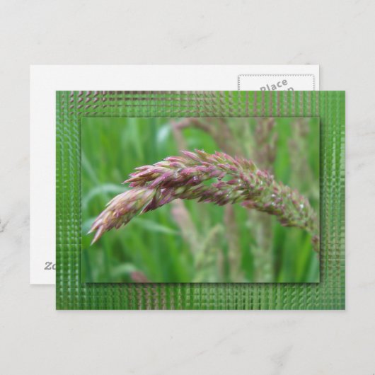 Hoe de gras Briefkaart groeit (Voorkant / Achterkant)