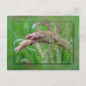 Hoe de gras Briefkaart groeit (Voorkant)