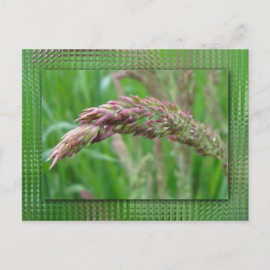 Hoe de gras Briefkaart groeit (Voorkant)