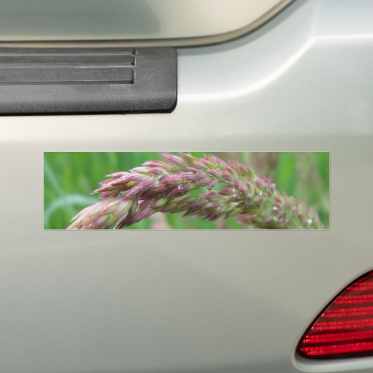 Hoe de gras Bumpersticker groeit (Op auto)