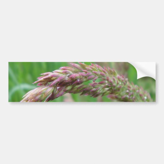 Hoe de gras Bumpersticker groeit (Voorkant)