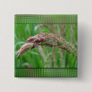 Hoe de gras Button groeit