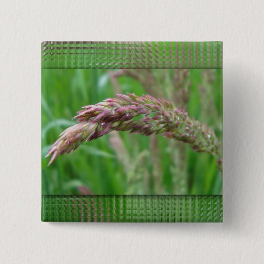 Hoe de gras Button groeit (Voorkant)