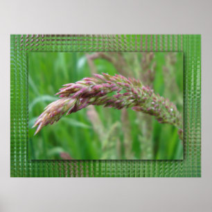 Hoe de gras drukt poster