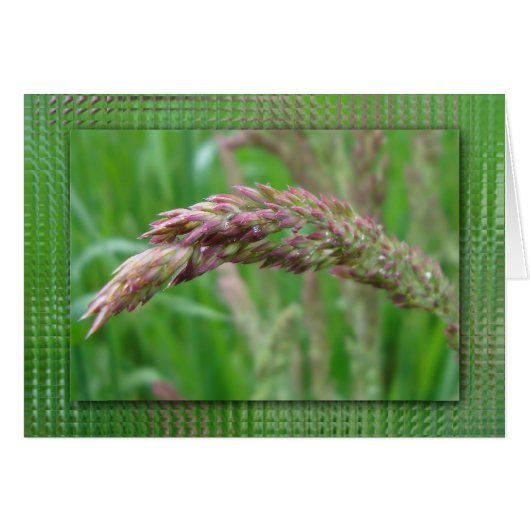 Hoe de gras Kaart groeit (Voorkant Horizontaal)