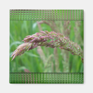 Hoe de Gras Magnet groeit