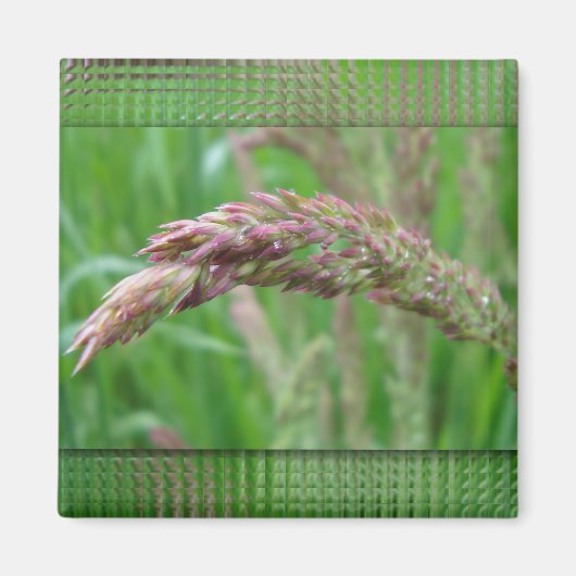 Hoe de Gras Magnet groeit (Voorkant)