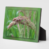 Hoe de gras tot een fotoplaque groeit fotoplaat (Zijkant)