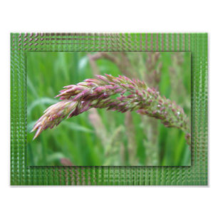Hoe de Grass Foto's groeit Foto Afdruk