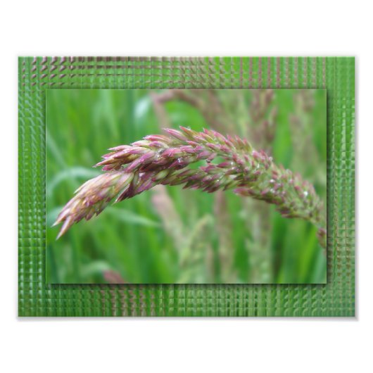 Hoe de Grass Foto's groeit Foto Afdruk (Voorkant)