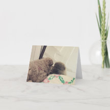 Hoe een puppy zichzelf in de spiegel ziet