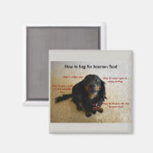Hoe Funny Dog te bedelen Magneet (Voorkant / Achterkant)