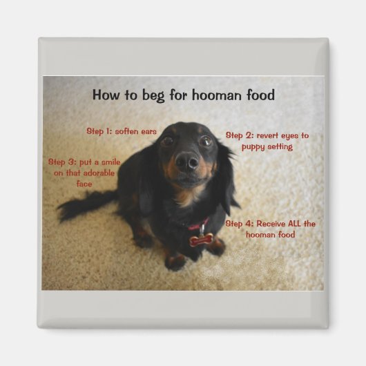 Hoe Funny Dog te bedelen Magneet (Voorkant)