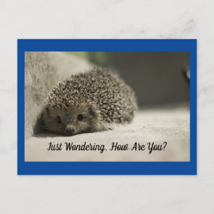 Hoe gaat het met je egel Briefkaart