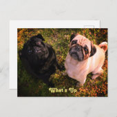Hoe gaat het met Pug Dogs? Briefkaart (Voorkant / Achterkant)
