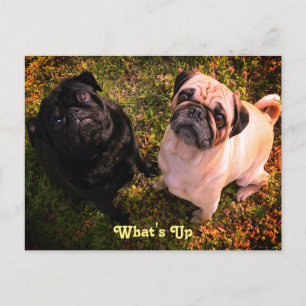 Hoe gaat het met Pug Dogs? Briefkaart