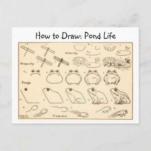 Hoe Kikkers  Briefkaart te tekenen (Voorkant)