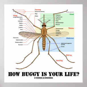 Hoe lelijk is je leven? Mosquito Anatomy Humor Poster