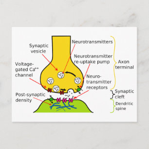 Hoe Nerve Signals met synapesdiagram worden verzon Briefkaart