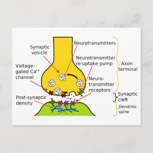 Hoe Nerve Signals met synapesdiagram worden verzon Briefkaart (Voorkant)