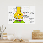 Hoe Nerve Signals met synapesdiagram worden verzon Poster (Keuken)