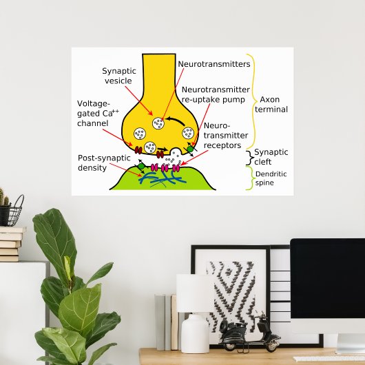 Hoe Nerve Signals met synapesdiagram worden verzon Poster (Thuiskantoor)