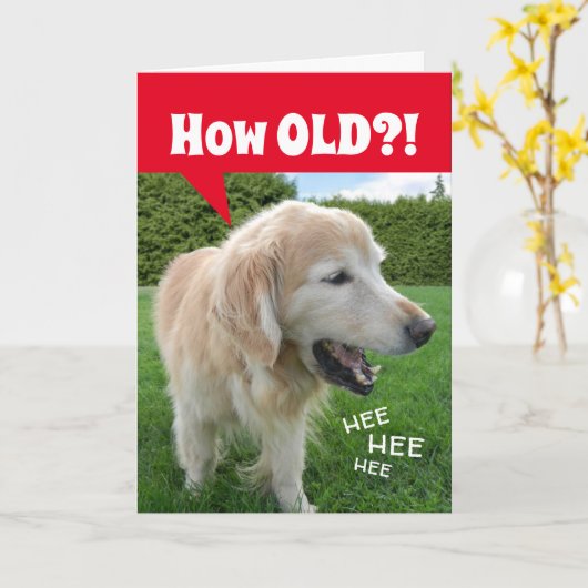 Hoe OUD? Laughing Golden Retriever Dog Birthday Kaart (Gele Bloem)