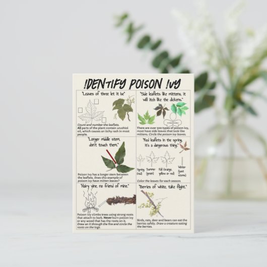 Hoe te Ivy-Planten identificeren - Hike Safe Briefkaart (Staand voorkant)