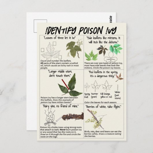 Hoe te Ivy-Planten identificeren - Hike Safe Briefkaart (Voorkant / Achterkant)