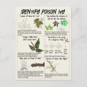 Hoe te Ivy-Planten identificeren - Hike Safe Briefkaart (Voorkant)