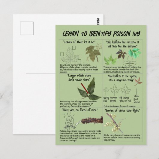 Hoe te Ivy-Planten identificeren - Hike Safe Briefkaart (Voorkant / Achterkant)