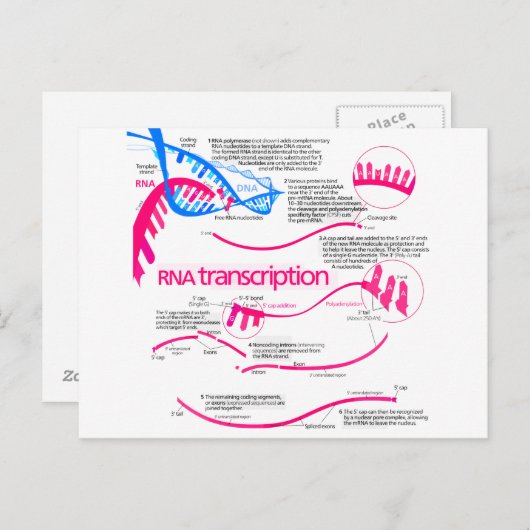 Hoe wordt mRNA Creëer in een nucleus diagram Briefkaart (Voorkant / Achterkant)