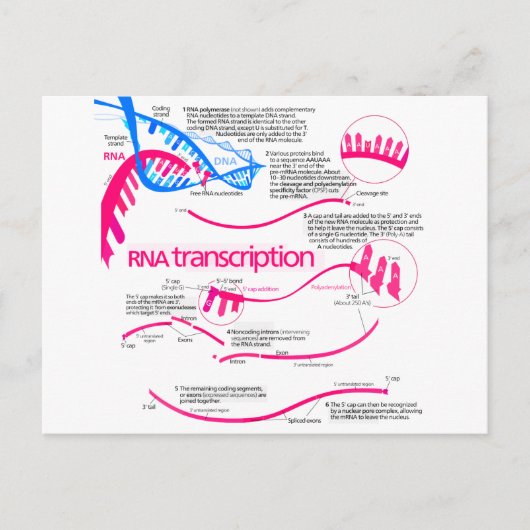 Hoe wordt mRNA Creëer in een nucleus diagram Briefkaart (Voorkant)