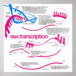 Hoe wordt mRNA Creëer in een nucleus diagram Poster