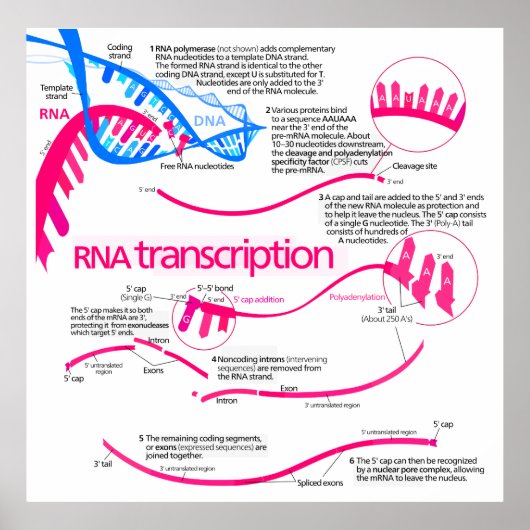Hoe wordt mRNA Creëer in een nucleus diagram Poster (Voorkant)