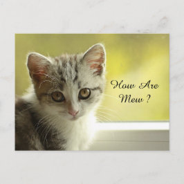 Hoe zijn nieuwe kitten briefkaart