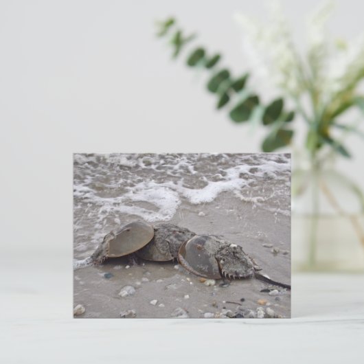 Hoefijzer Crab Briefkaart (Staand voorkant)